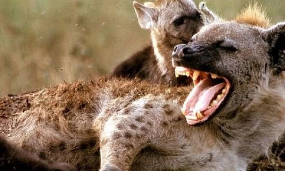 Συμφoρά στον ζωολογικό κήπο του Ντένβερ: Ύαινες κόλλησαν κορονοϊό!